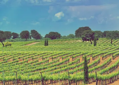 Bodega de elaboración de vino en Venta en Bolaños de Calatrava