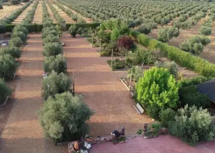 CASA de CAMPO con OLIVAR en Piedrabuena