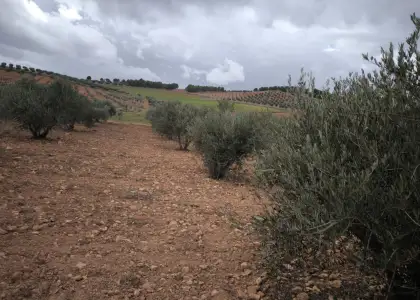 Casa de Campo en Valdepeñas, Carretera de Cozar en Valdepeñas