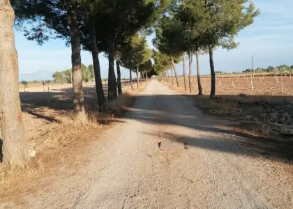 Casa en el campo sobre parcela de 30.000 metros con 400 olivos y casa en Ctra. Manzanares en Alcázar de San Juan