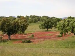 Consultar en Ciudad Real