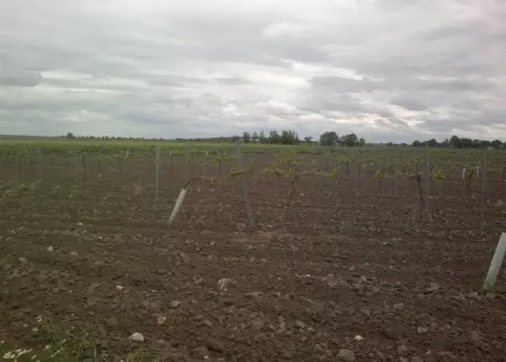 Finca de 40 hectareas de viña y tierra en Alcázar de San Juan