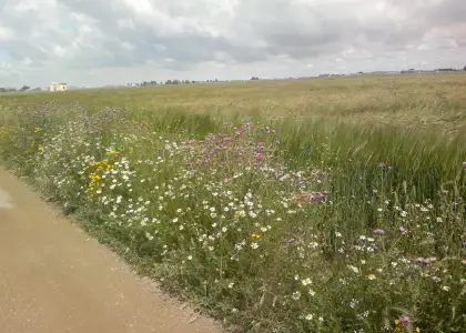 FINCA RUSTICA DE 80 h VIÑA EMPARRADA en Socuéllamos