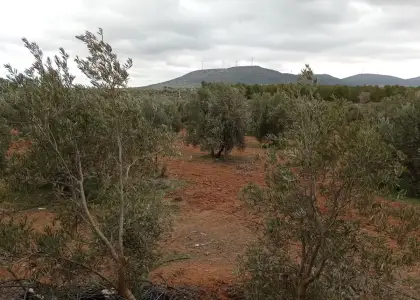 Finca Rústica en Valdepeñas, Carretara del Cristo en Valdepeñas