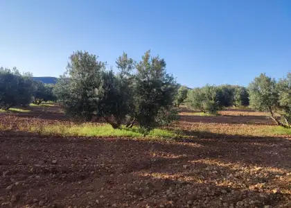 Finca Rústica en Valdepeñas, Carretara del Cristo en Valdepeñas