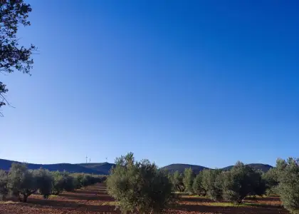 Finca Rústica en Valdepeñas, Carretara del Cristo en Valdepeñas