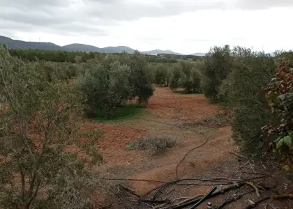 Finca Rústica en Valdepeñas, Carretara del Cristo en Valdepeñas