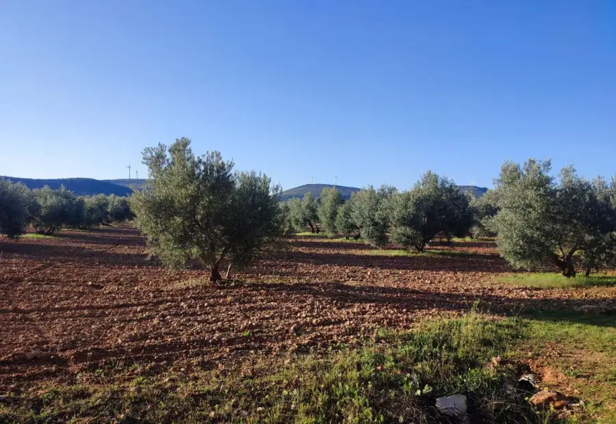 Finca Rústica en Valdepeñas, Carretara del Cristo en Valdepeñas