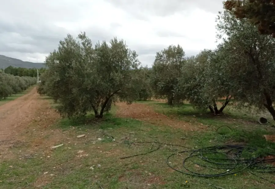 Finca Rústica en Valdepeñas, Carretara del Cristo en Valdepeñas