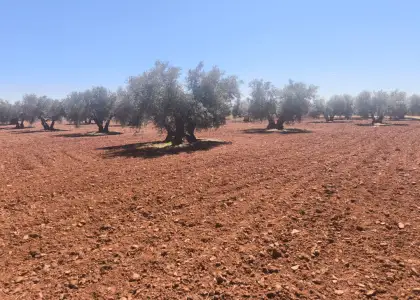Finca Rústica en Valdepeñas, Carretera Daimiel en Valdepeñas