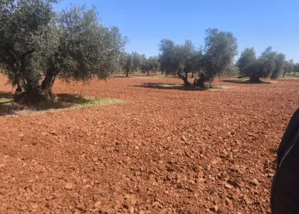 Finca Rústica en Valdepeñas, Carretera Daimiel en Valdepeñas