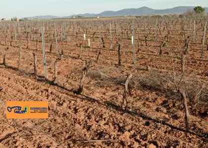 Finca Rústica en Valdepeñas, Carretera Daimiel en Valdepeñas