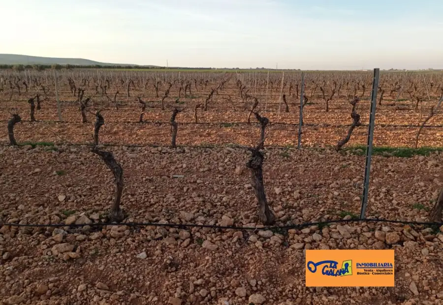 Finca Rústica en Valdepeñas, Carretera Daimiel en Valdepeñas