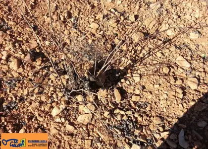 Finca Rústica en Valdepeñas, Carretera Infantes en Valdepeñas