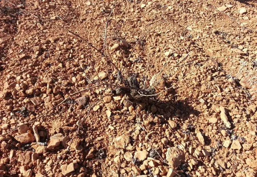 Finca Rústica en Valdepeñas, Carretera Infantes en Valdepeñas