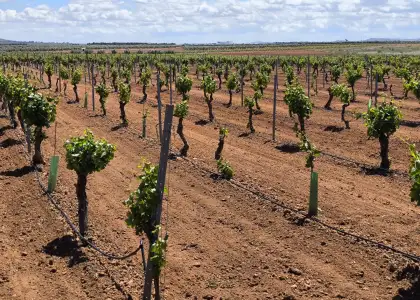 Finca Rústica en Valdepeñas, Carretera Moral en Valdepeñas
