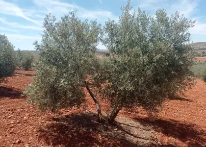 Finca Rústica en Valdepeñas, Carretera Santa Cruz en Valdepeñas
