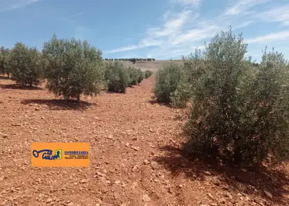 Finca Rústica en Valdepeñas, Carretera Santa Cruz en Valdepeñas