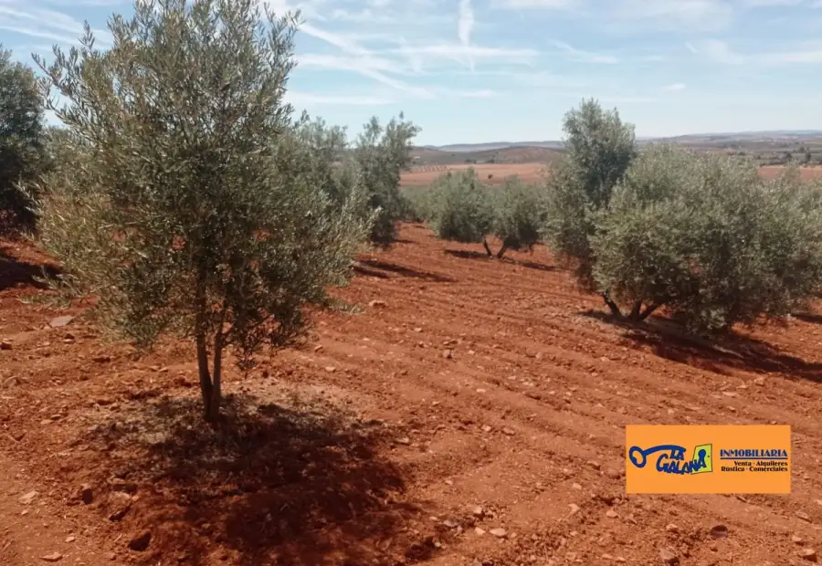 Finca Rústica en Valdepeñas, Carretera Santa Cruz en Valdepeñas