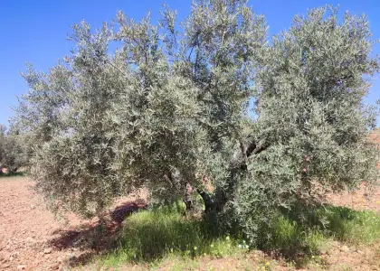 Finca Rústica en Valdepeñas, Carretera Torre Nueva en Valdepeñas
