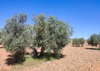 Finca Rústica en Valdepeñas, Carretera Torre Nueva en Valdepeñas
