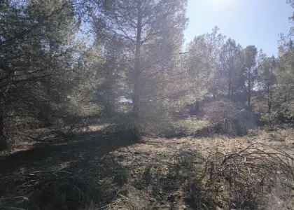 Finca Rústica en Valdepeñas, Carretera Torre Nueva en Valdepeñas