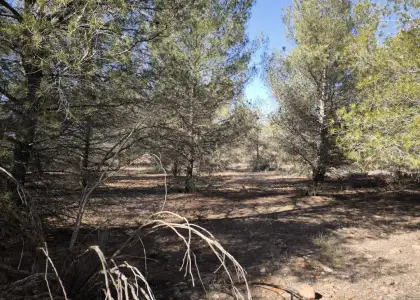Finca Rústica en Valdepeñas, Carretera Torre Nueva en Valdepeñas