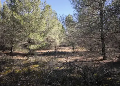 Finca Rústica en Valdepeñas, Carretera Torre Nueva en Valdepeñas