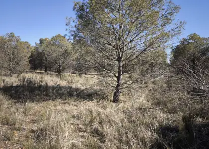 Finca Rústica en Valdepeñas, Carretera Torre Nueva en Valdepeñas
