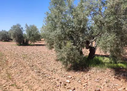Finca Rústica en Valdepeñas, Carretera Torre Nueva en Valdepeñas