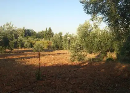 Finca Rústica en Valdepeñas, Nacional - IV en Valdepeñas