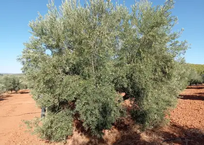 Finca Rústica en Valdepeñas, Nacional - IV en Valdepeñas