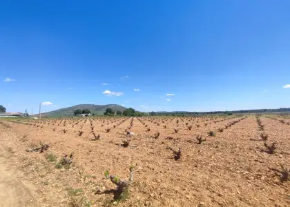 Finca Rústica en Valdepeñas, Valdepeñas en Valdepeñas