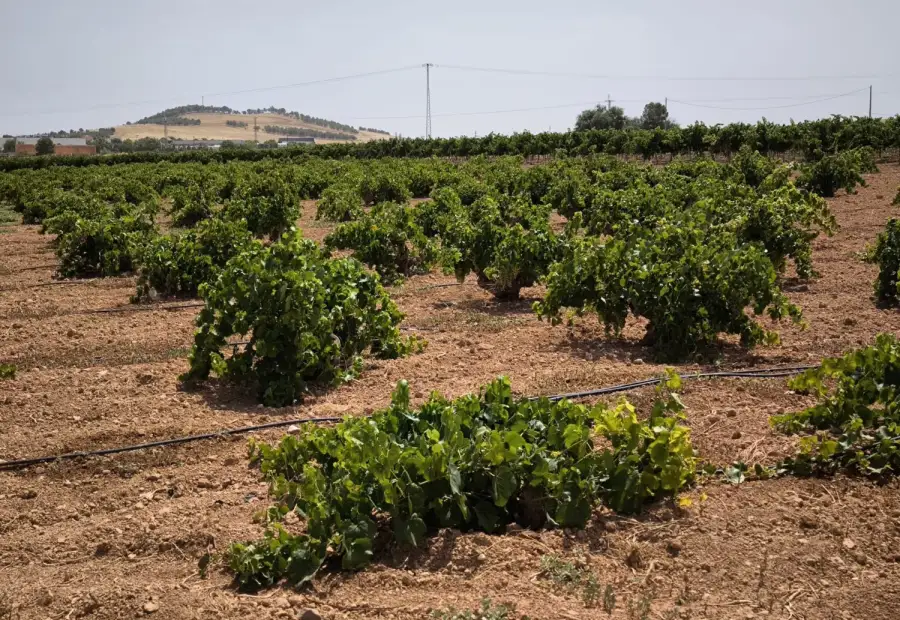 Finca Rústica en Valdepeñas, Valdepeñas en Valdepeñas