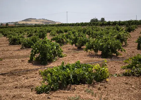 Finca Rústica en Valdepeñas, Valdepeñas