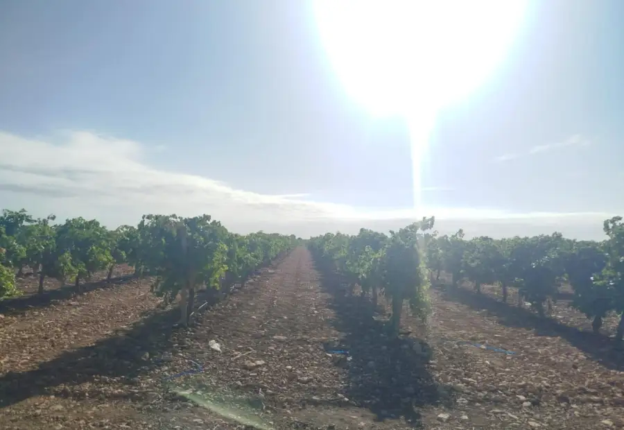 Finca rústica en venta en Alcázar de San Juan en Alcázar de San Juan
