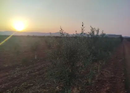 Finca rústica en venta en Arenas de San Juan en Arenas de San Juan