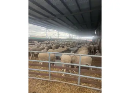 Finca rústica en venta en Daimiel en Daimiel