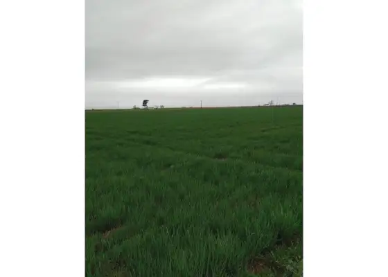 Finca rústica en venta en Daimiel