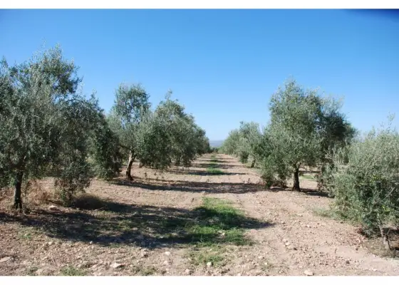 Finca rústica en venta en Manzanares