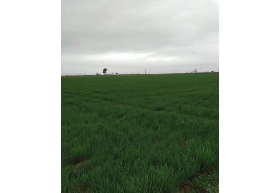 Finca rústica en venta en Valdepeñas en Valdepeñas