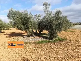 Finca Rústica Venta Carretera de Cozar, Valdepeñas en Valdepeñas
