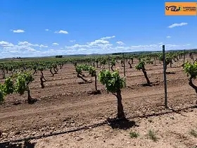 Finca Rústica Venta Carretera Moral, Valdepeñas en Valdepeñas