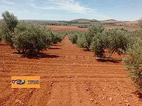 Finca Rústica Venta Carretera Santa Cruz, Valdepeñas