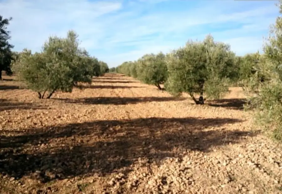 Parcela en paraje de los miradores en Campo de Criptana