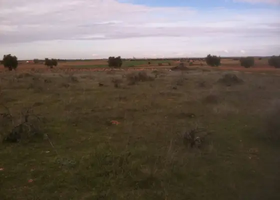 Se vende parcela rustica en La Solana