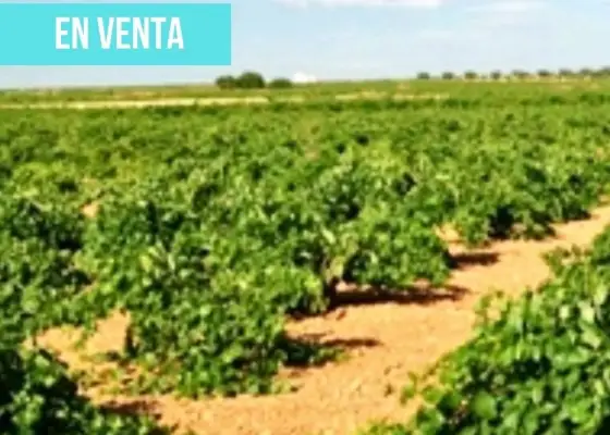 Terreno en venta en carretera N 420 s/n en Daimiel