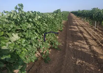 venta de chalet en Manzanares, Manzanares en Manzanares