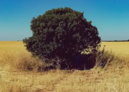 Venta de finca agropecuaria en la provincia de Ciudad Real en Villanueva de los Infantes