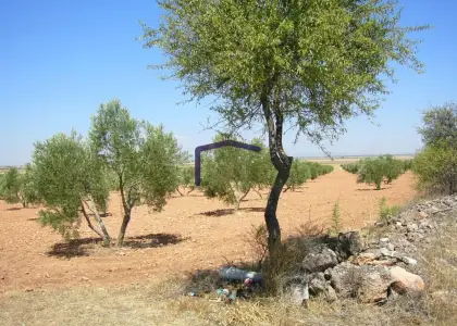 venta de finca rústica en Manzanares, Carretera de argamasilla en Manzanares